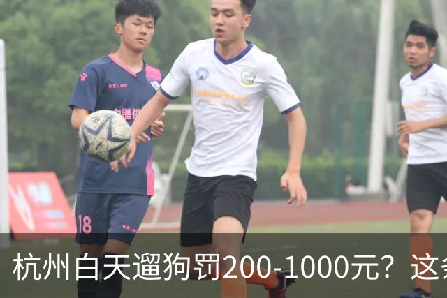 杭州白天遛狗罚200-1000元？这条规定 把养狗人和不养狗人都吵翻了